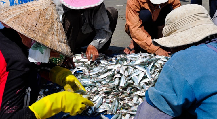 Về thăm làng chài Thanh Nam ở Hội An